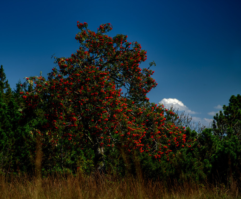 - rowan tree at late summer -