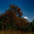 - rowan tree at late summer -