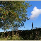 rowan tree near baybridge 2