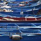 Rowboats, Bari 2015