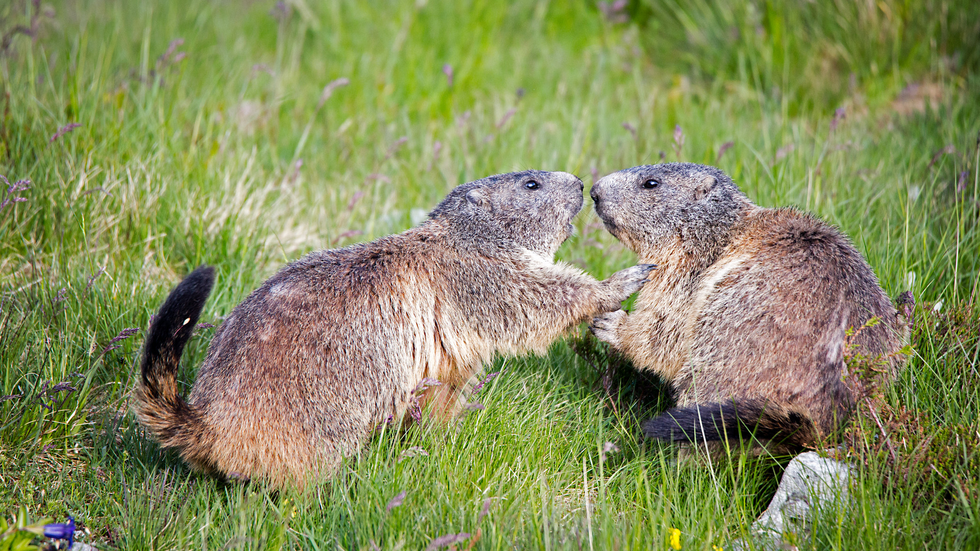 Rowdy Foto & Bild tiere der alpen, juryvoting, italien Bilder auf