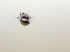 rowing on the red river (Hanoi)