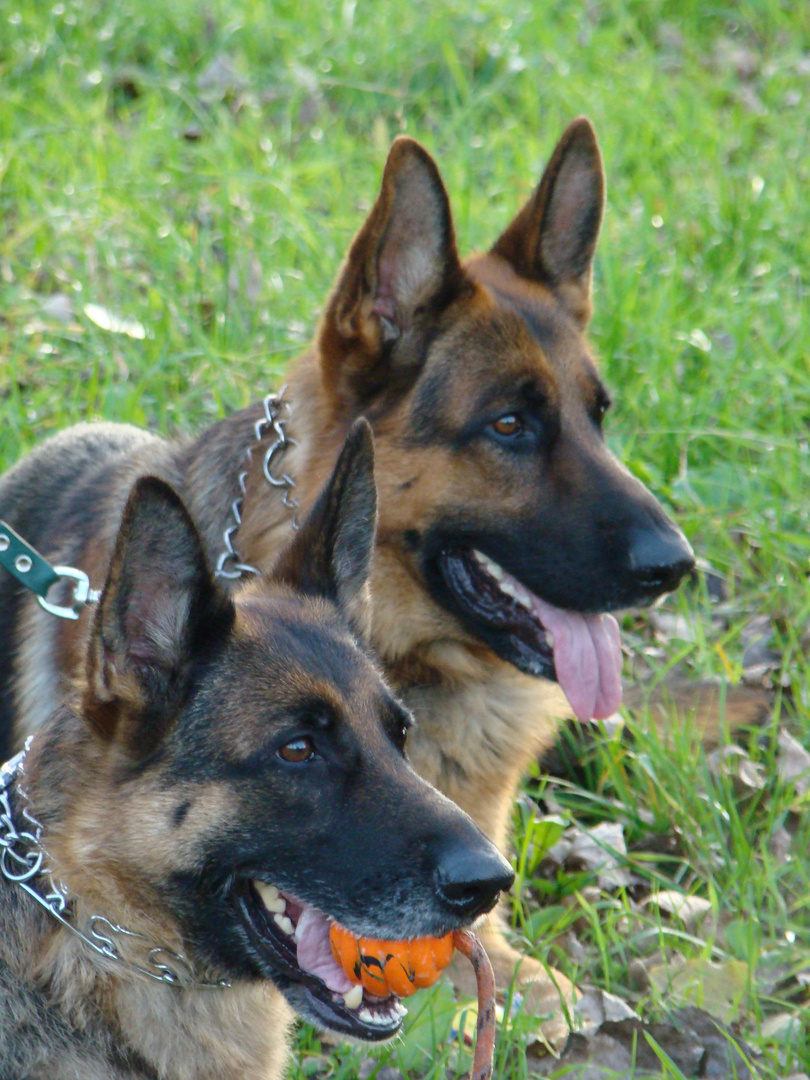 Roxie und Alex