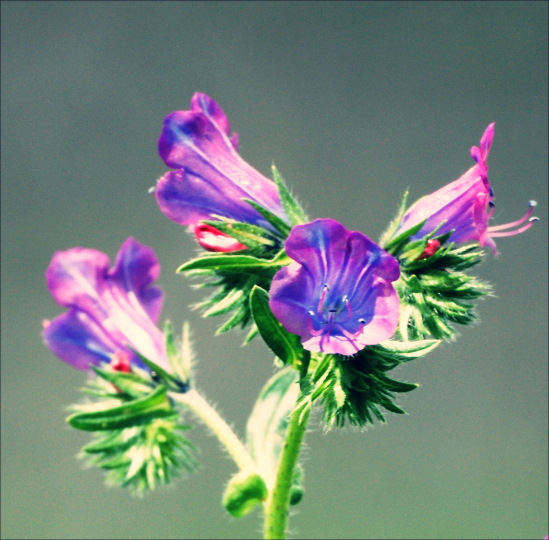 Roxo e verde