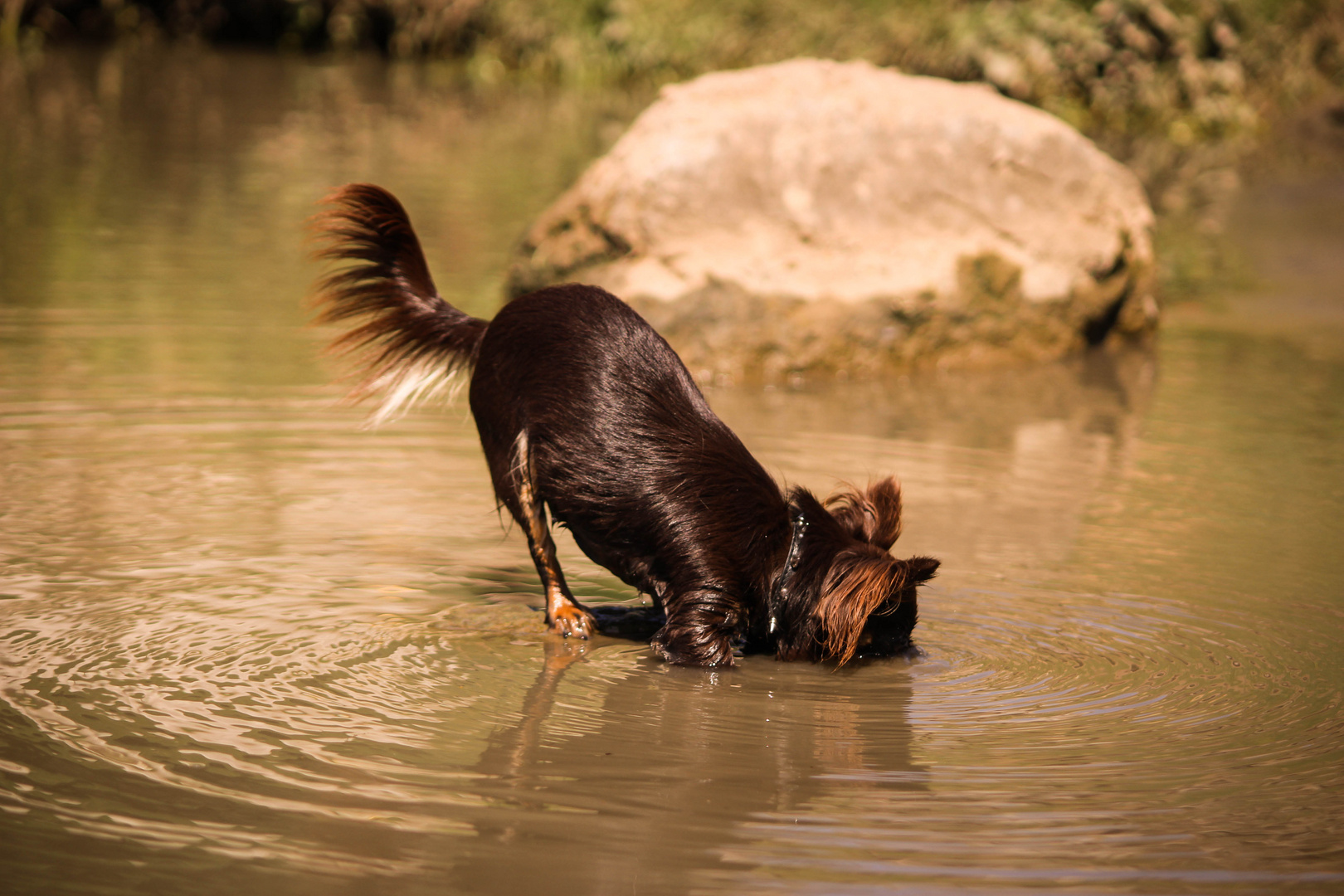 Roxy am Wasser 