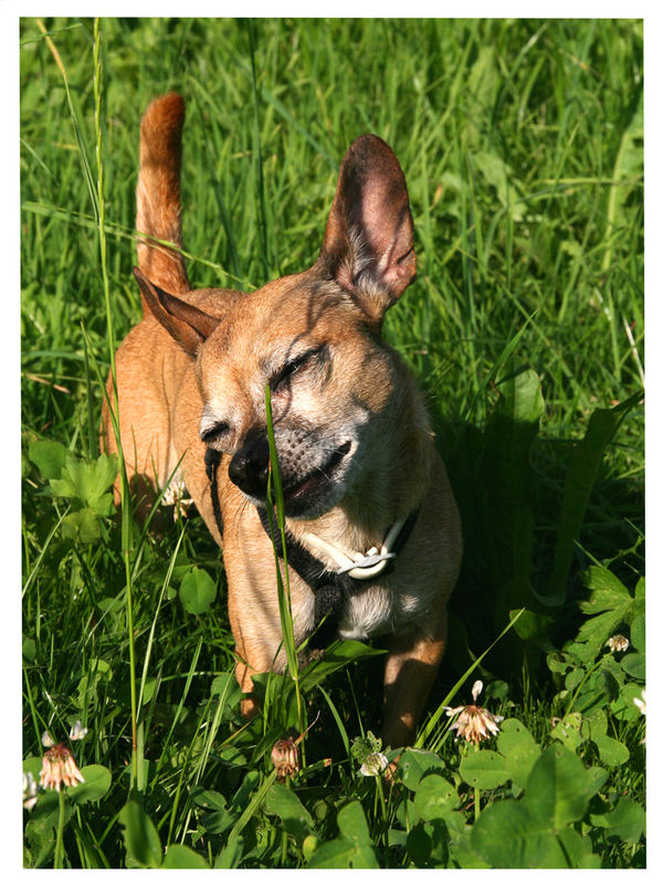 Roxy beim "lesen"