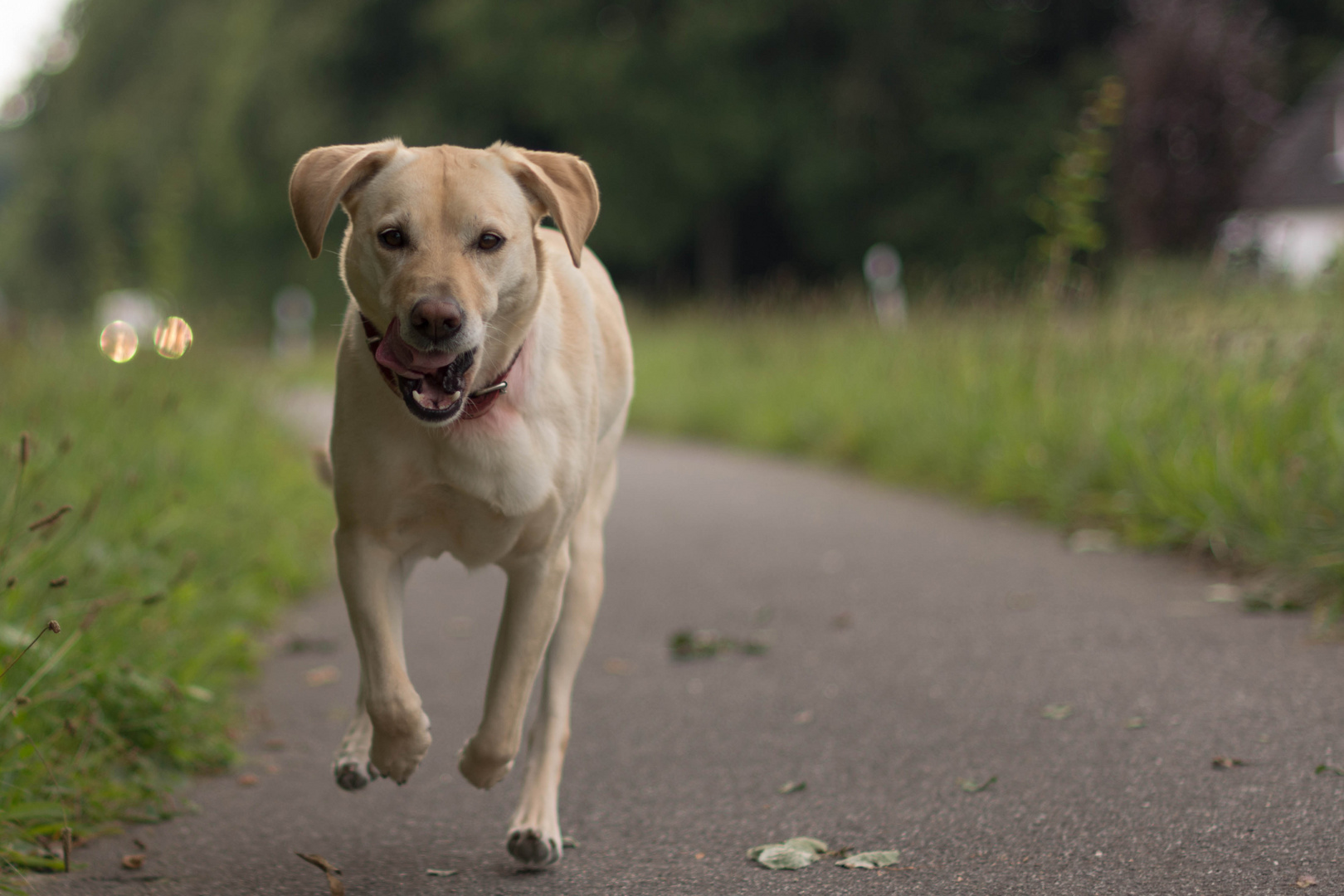 Roxy in the run.