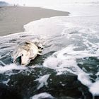 Roxy loves to play with sea foam