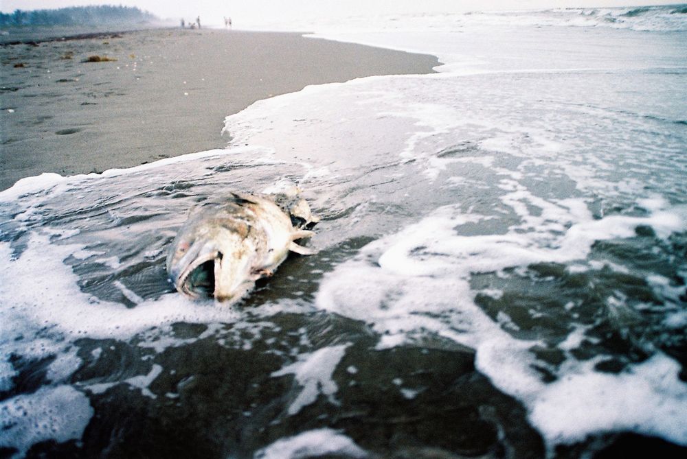 Roxy loves to play with sea foam