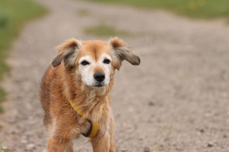 Roxy, Mischling, 15,5 Jahre