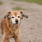 Roxy, Mischling, 15,5 Jahre