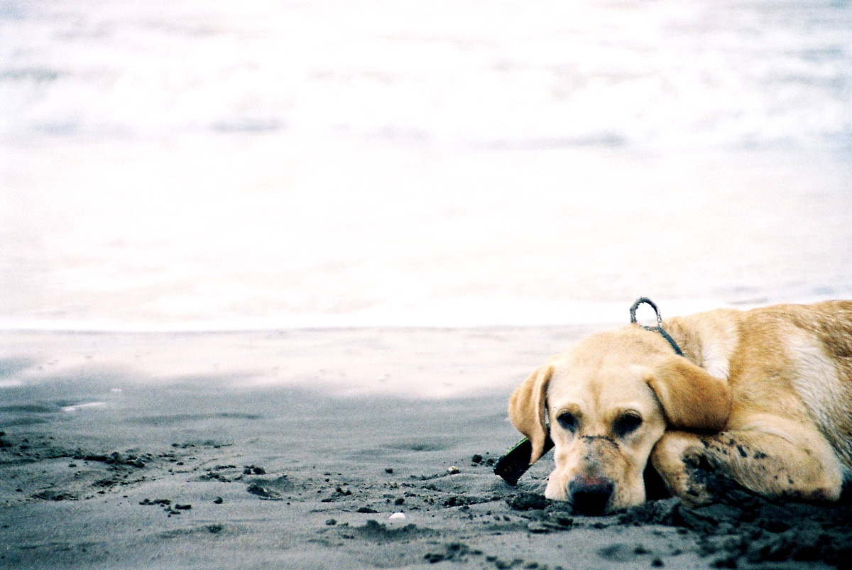 Roxy returns to the sea (where it belongs)