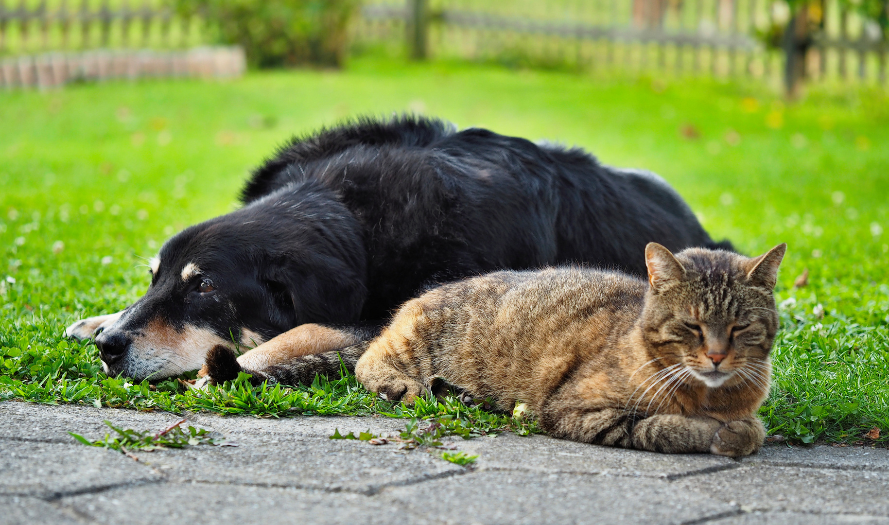 Roxy und Lupo