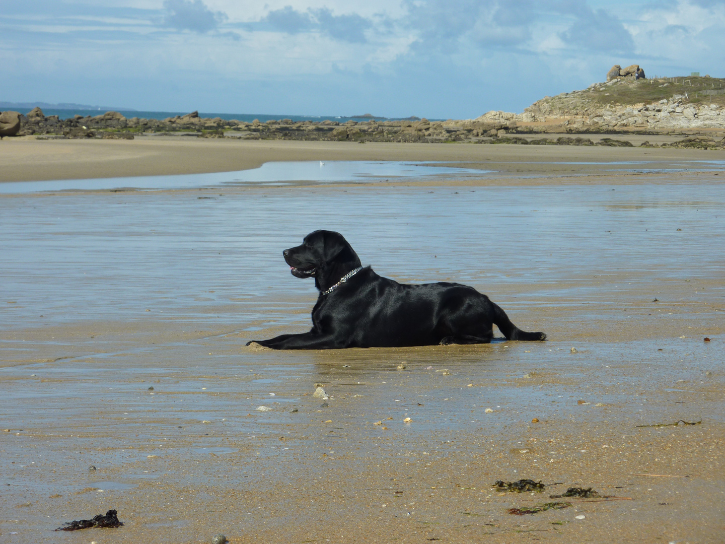 Roy, unser Labrador macht Ferien in der Bretagne