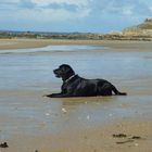 Roy, unser Labrador macht Ferien in der Bretagne