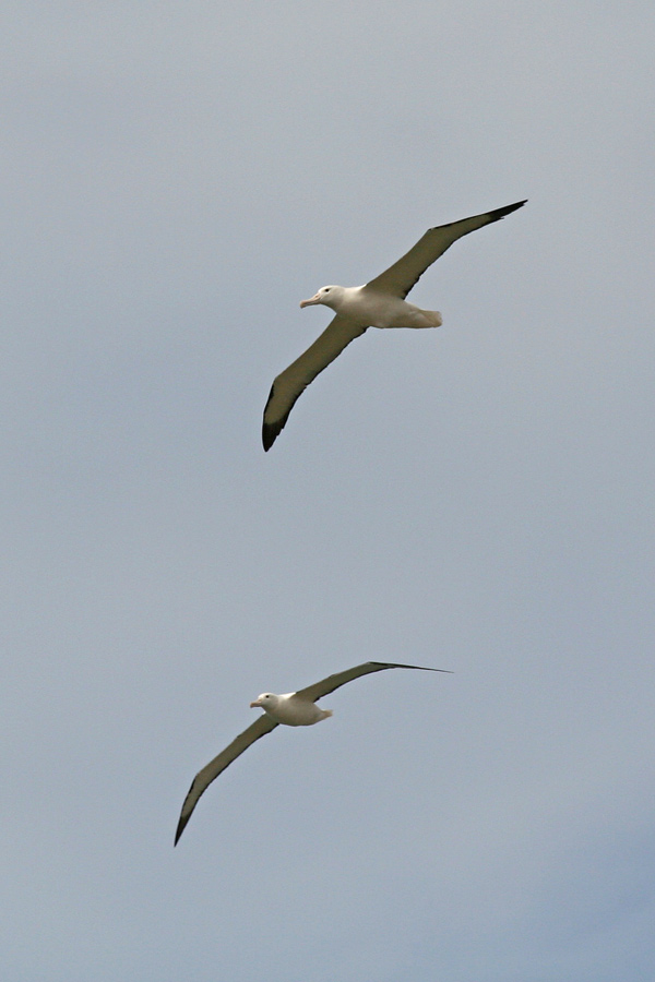 Royal Albatross