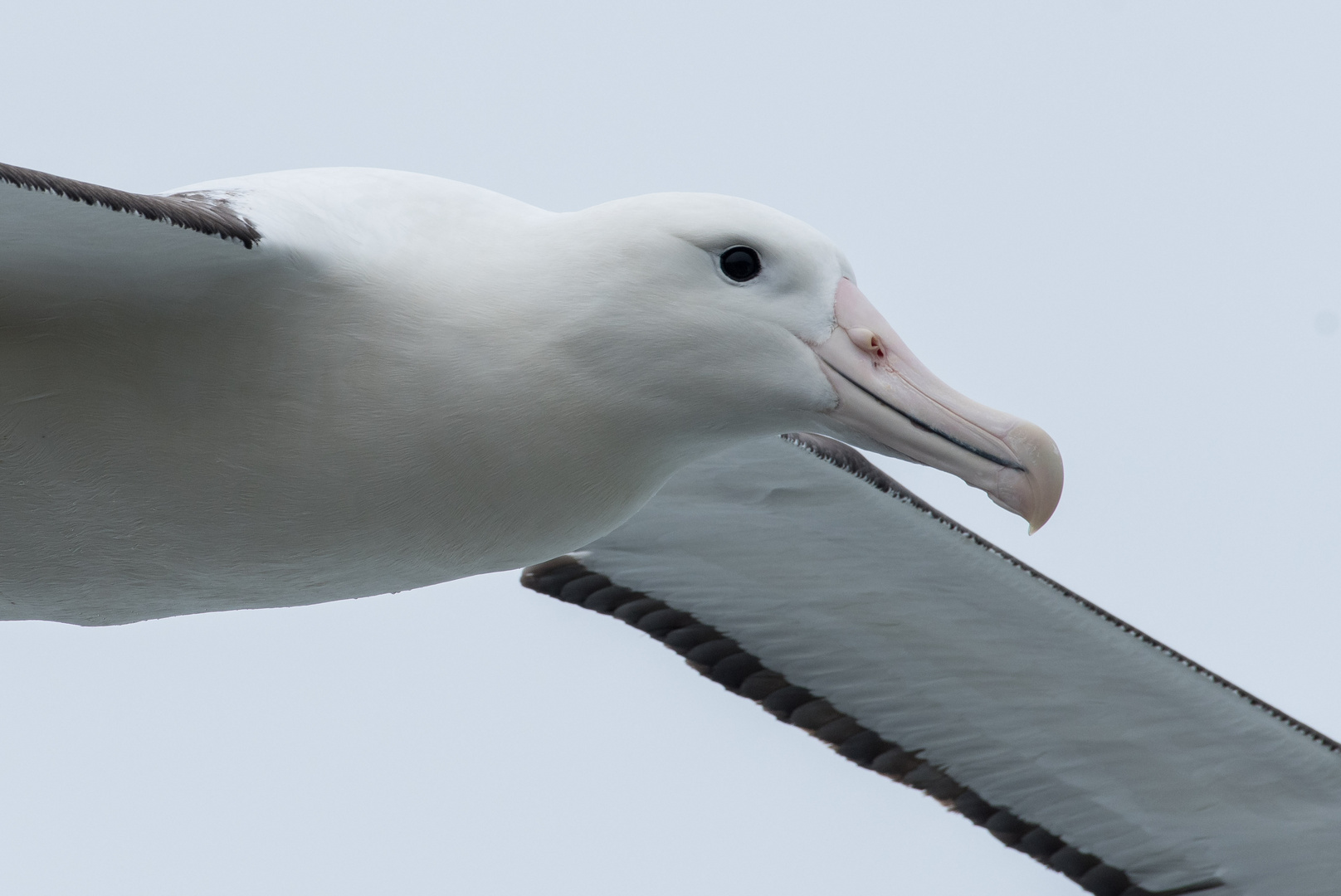 Royal Albatross Flug Portrait