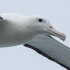 Royal Albatross Flug Portrait
