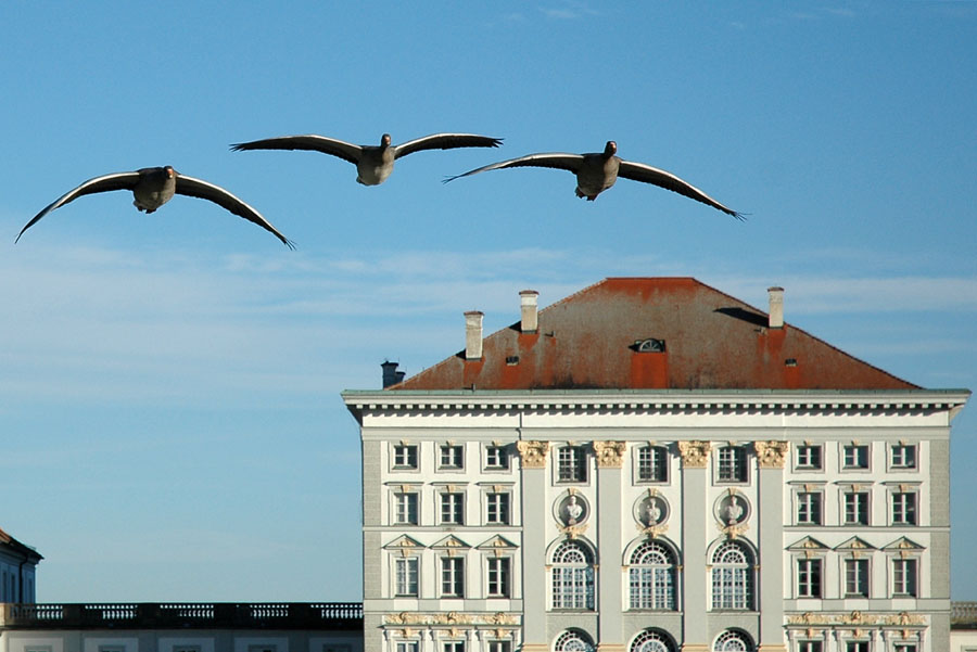 Royal Bavarian Geese Squadron - Kgl. Bayr. Gänsegeschwader