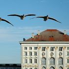 Royal Bavarian Geese Squadron - Kgl. Bayr. Gänsegeschwader