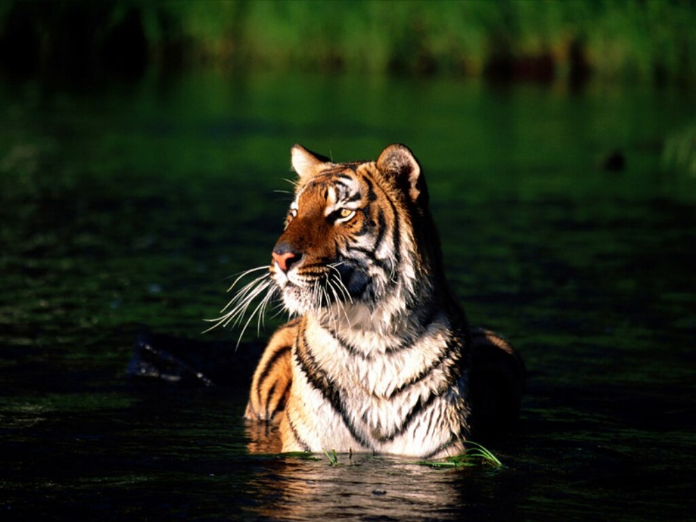 Royal Bengal Tiger