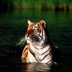 Royal Bengal Tiger