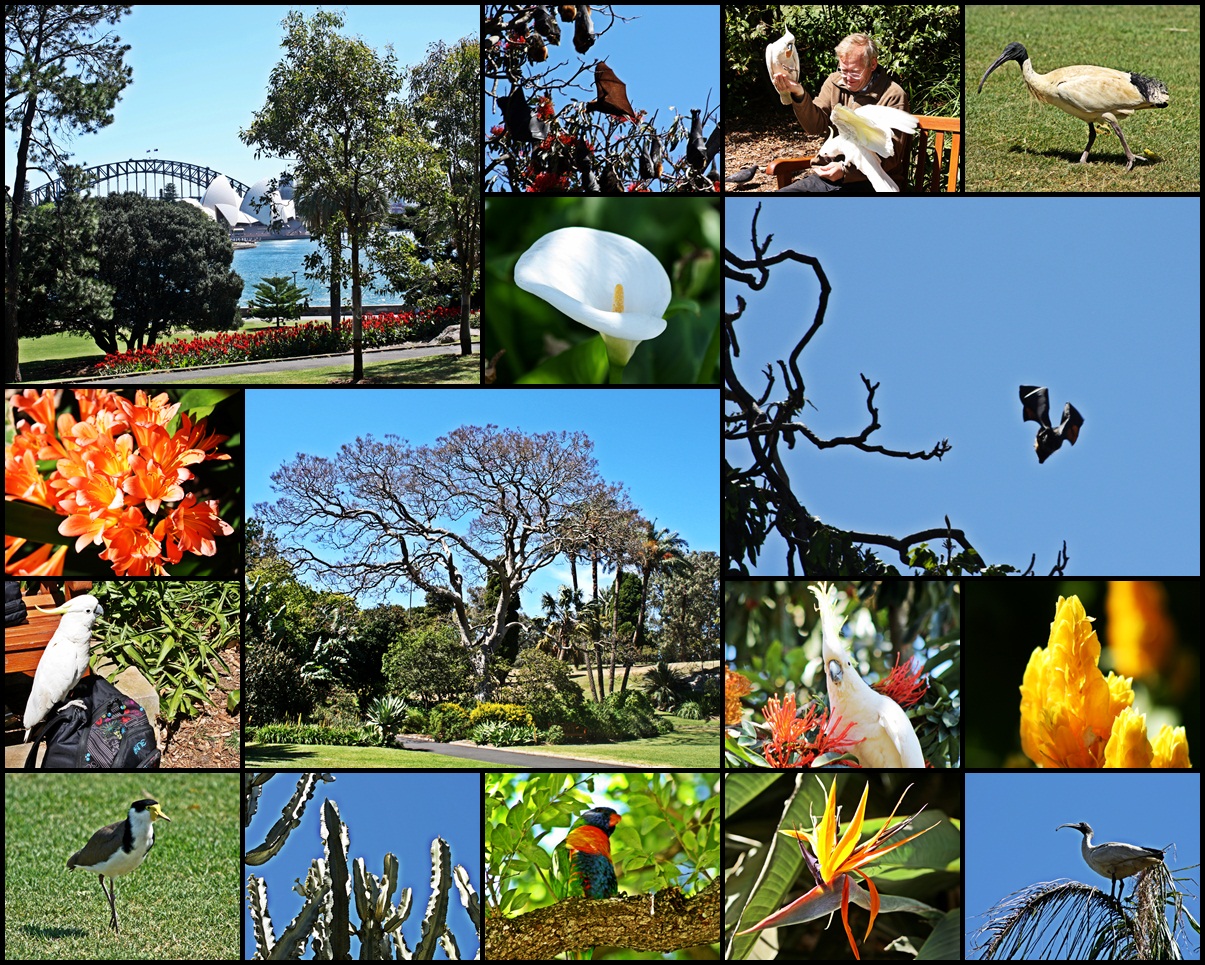 Royal Botanic Garden Sydney Foto Bild Australia Oceania