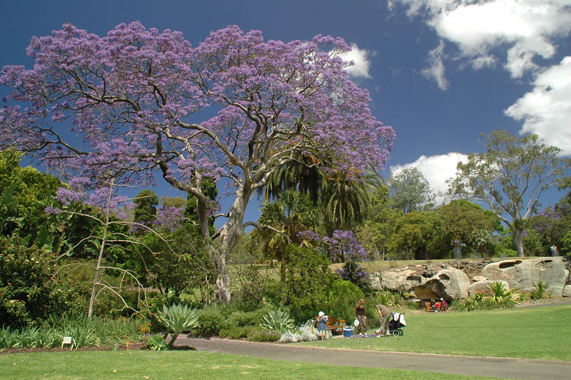 Royal Botanic Garden / Sydney