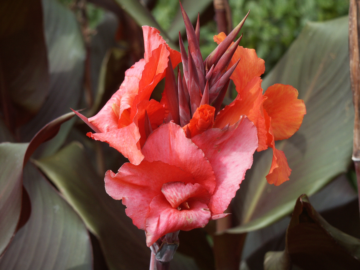 Royal botanic gardens - Sydney