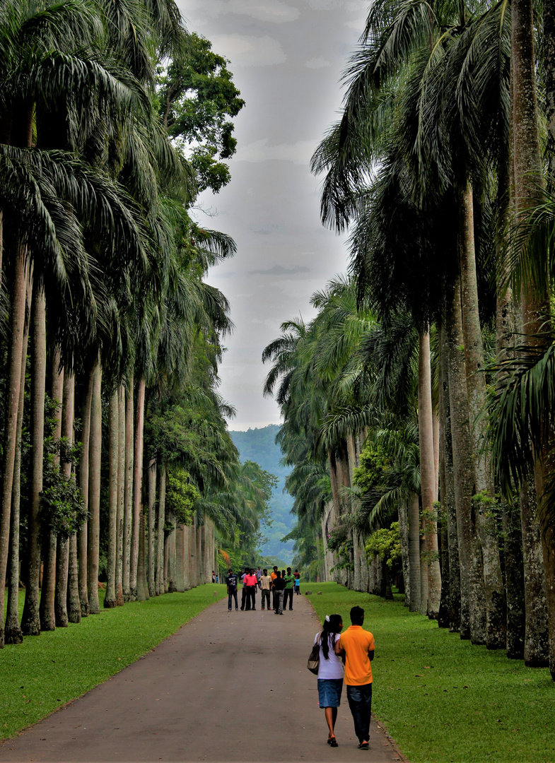 Royal Botanical Garden