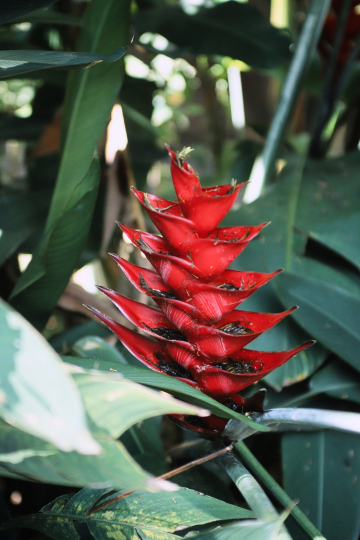 Royal Botanical Gardens, Peradeniya