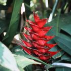 Royal Botanical Gardens, Peradeniya