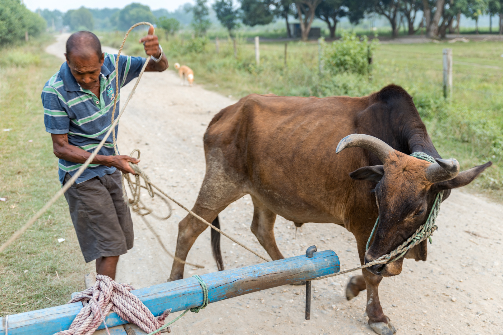 Royal Chitwan National Park Terai Nepal