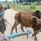 Royal Chitwan National Park Terai Nepal