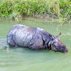 Royal Chitwan National Park Terai Nepal