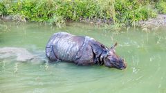 Royal Chitwan National Park Terai Nepal