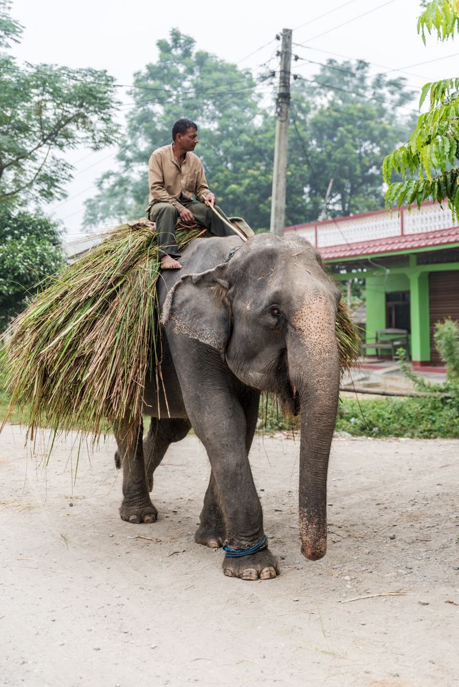 Royal Chitwan National Park Terai Nepal