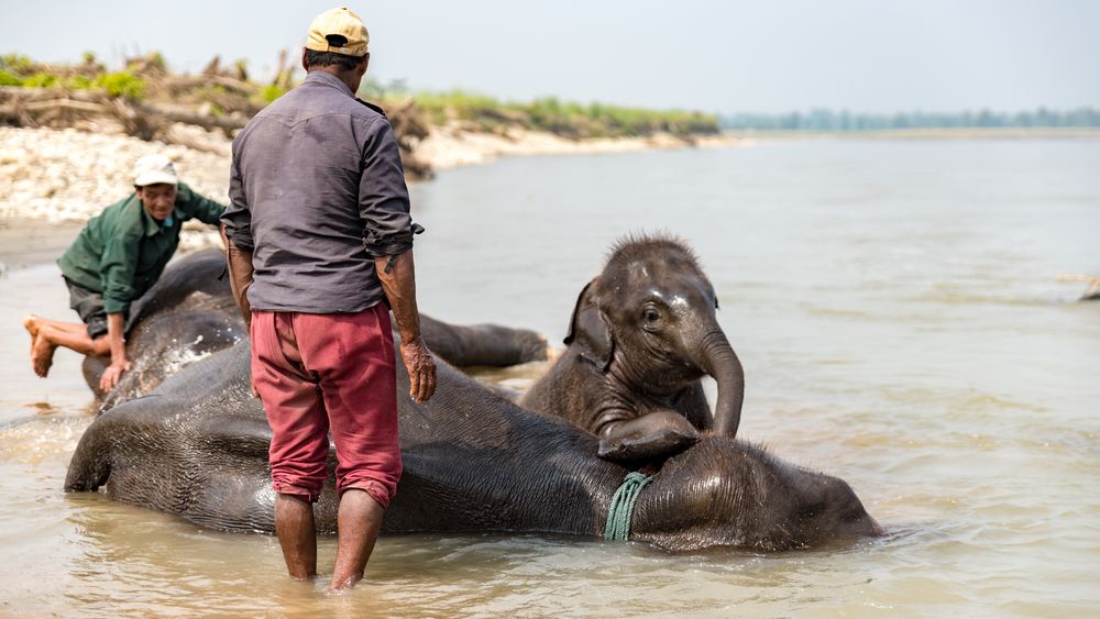 Royal Chitwan National Park Terai Nepal