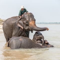 Royal Chitwan National Park Terai Nepal