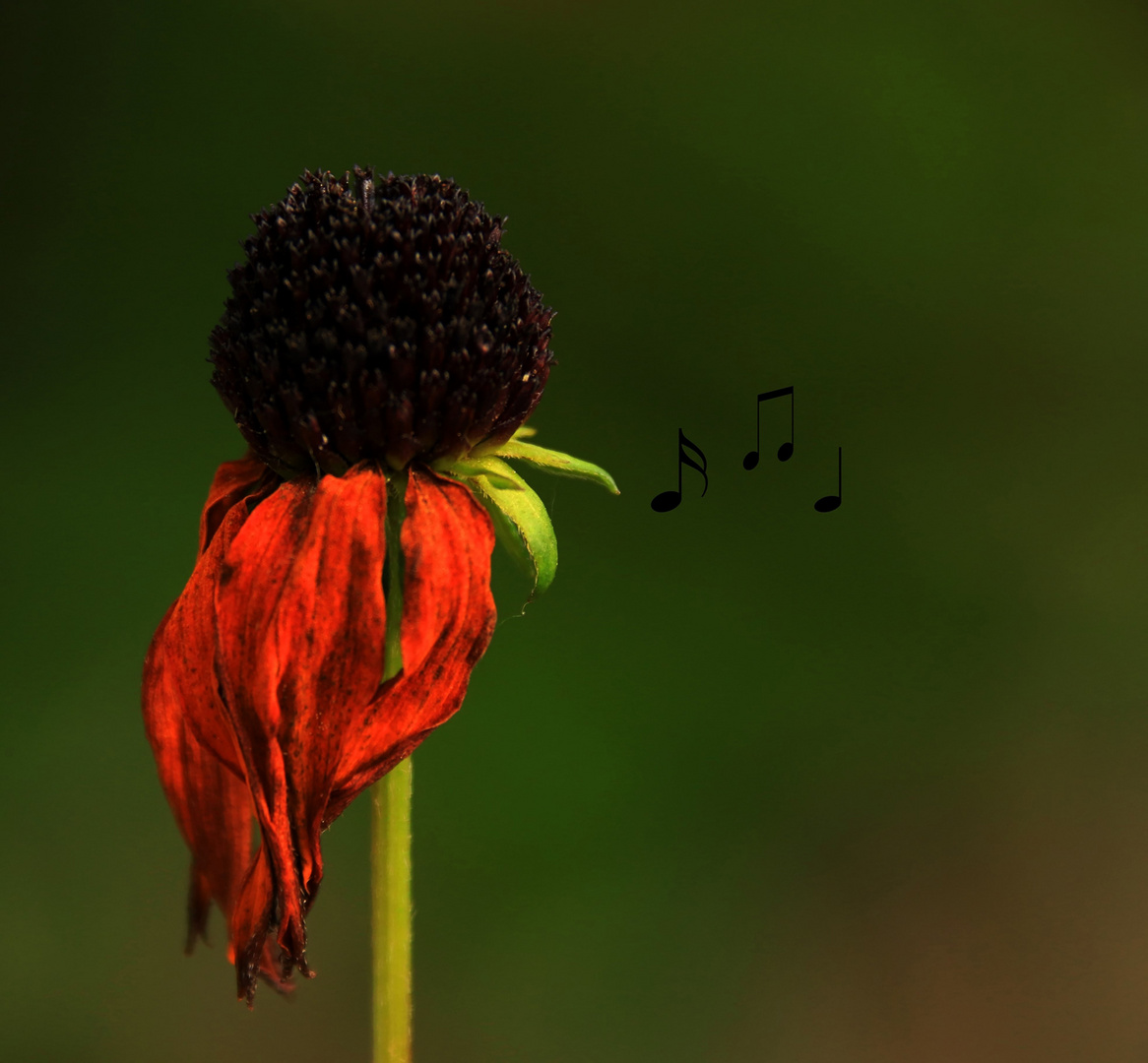 "Royal Guard´s Melody : God save the Queen " 