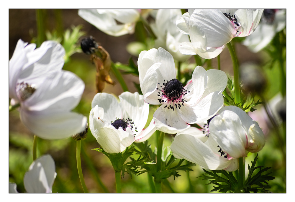 Royal Horticultural Society / RHS Garden in Harrogate / UK