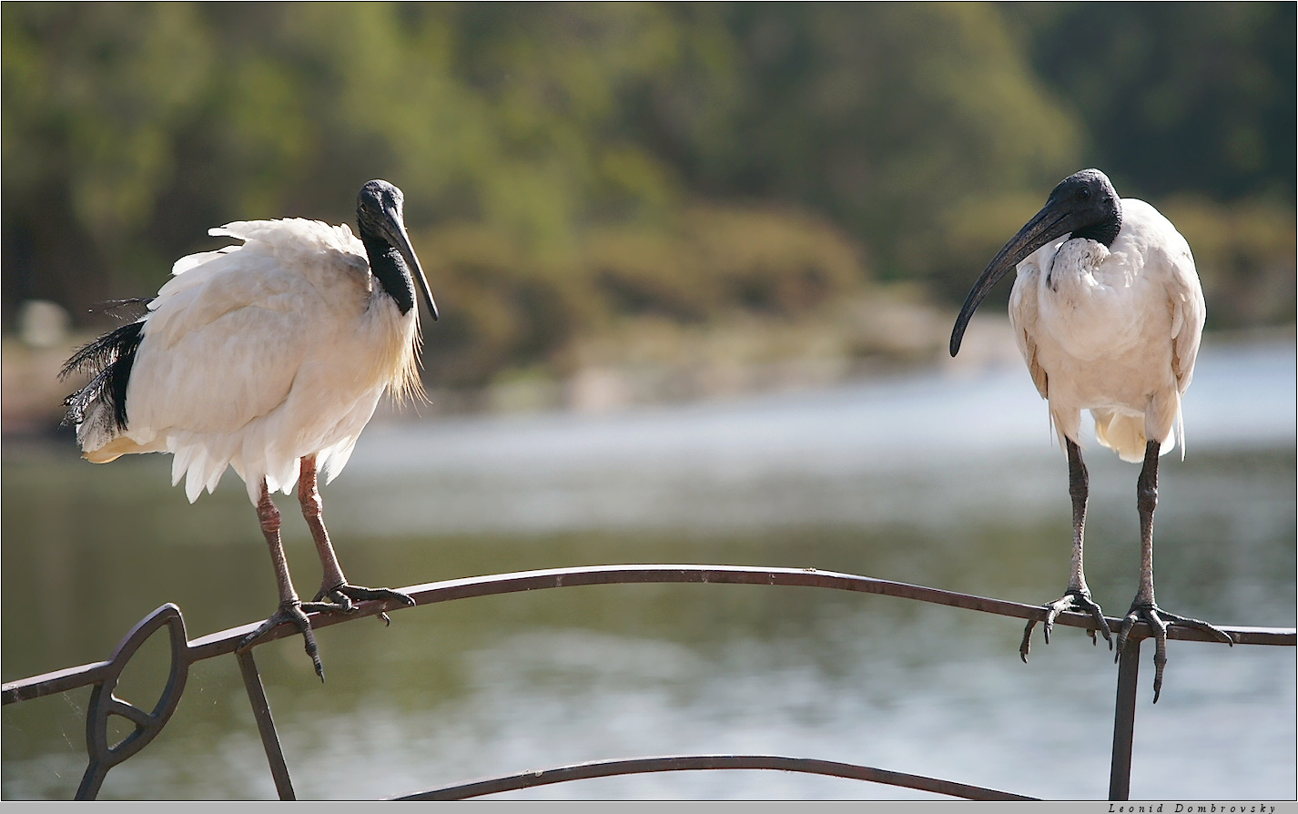 Royal ibises