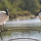 Royal ibises