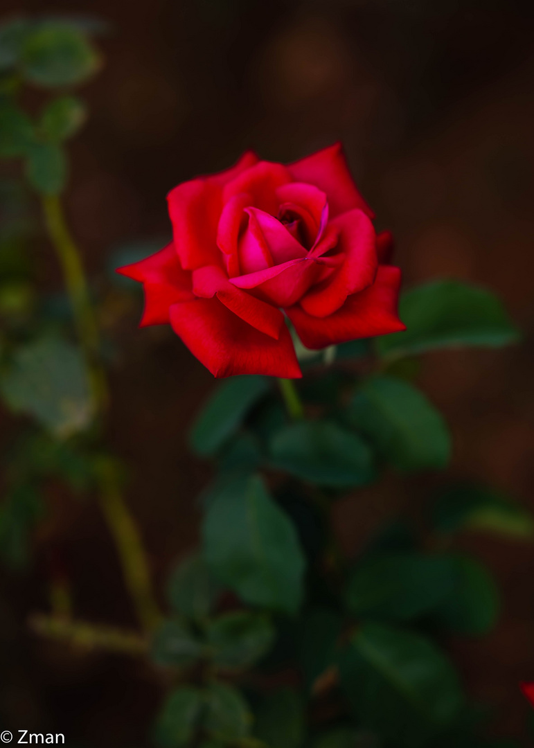 Royal Red Rose