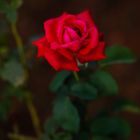 Royal Red Rose