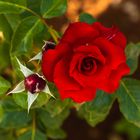 Royal Red Rose