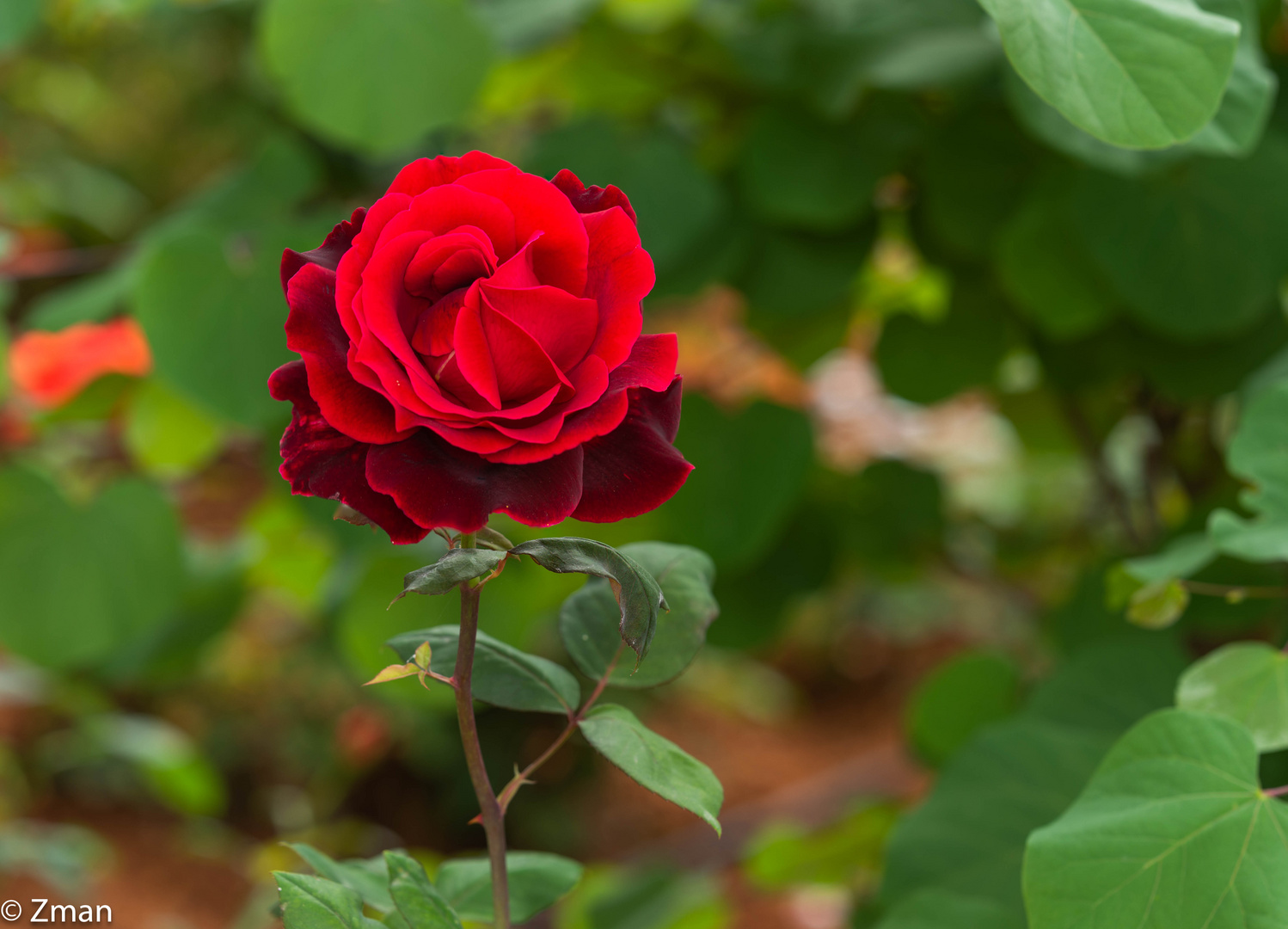 Royal Red Rose