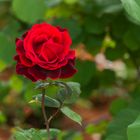 Royal Red Rose