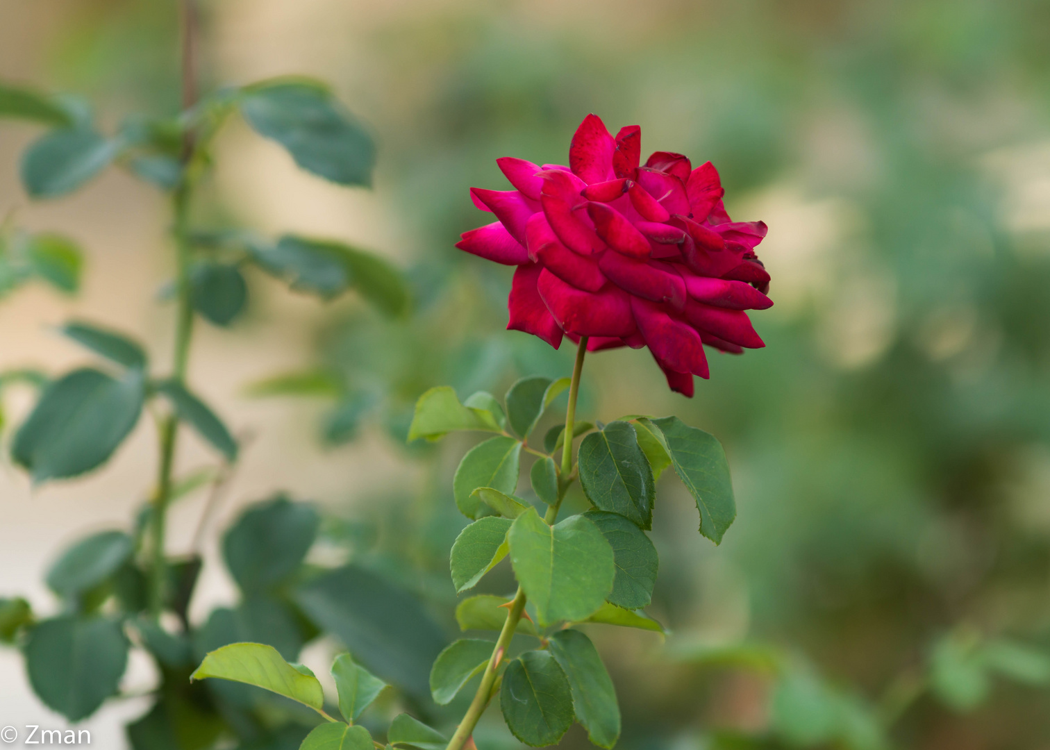 Royal Red Rose