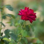 Royal Red Rose